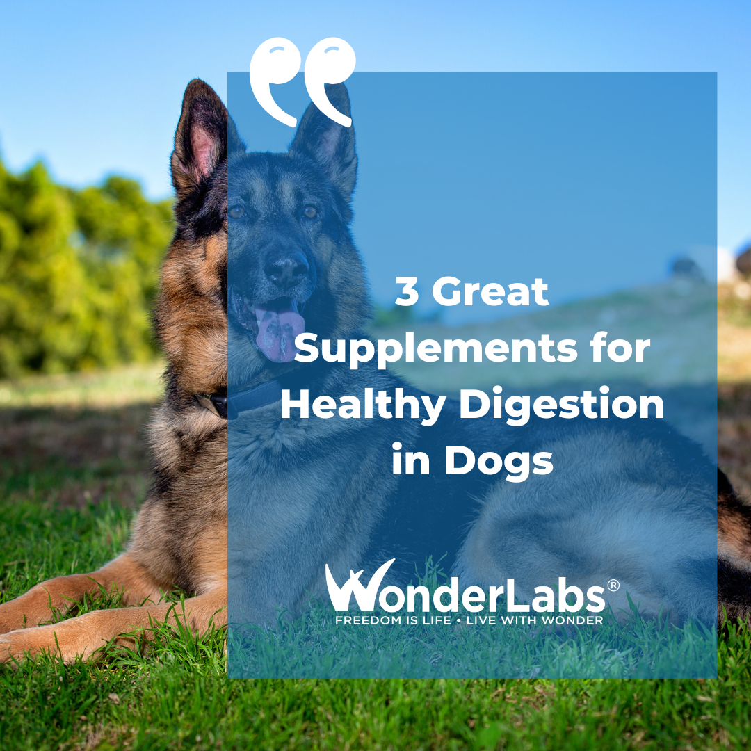 How To Help Dog With Digestion